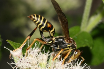 Common boneset with Polistes fuscatus